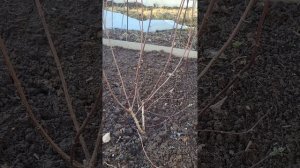 ВЕСЕННЯЯ ОБРЕЗКА МЕТЕЛЬЧАТОЙ ГОРТЕНЗИИ