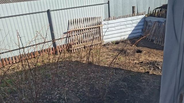 собираемся с пушистиками на прививку 08.04.26