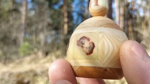 Шкатулка в апрельском лесу на сосновой развилке