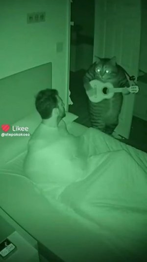 что делают коты и кошки ночью?