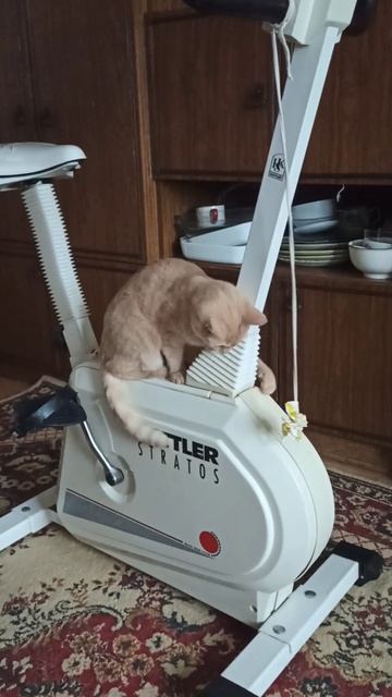 Мэри на велотренажёре 😊