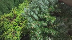 Влог. Новинки в ОБИ(Дом). Мои покупки. Розы из коробки-пересаживаю в контейнеры. Апрель 2026