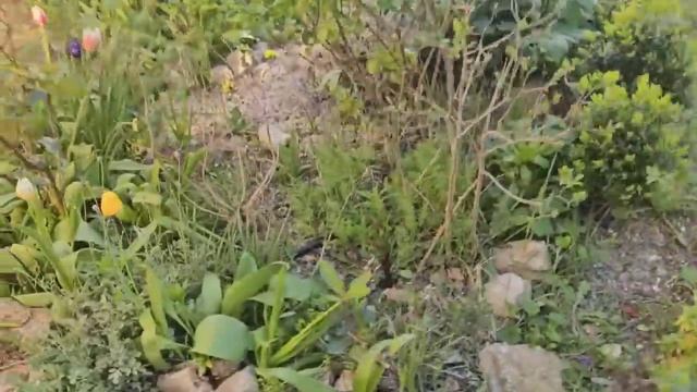 26-30 марта 2026 .Начала работать в саду, очень холодно, так еще и этот ветрище...