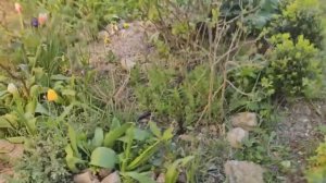 26-30 марта 2026 .Начала работать в саду, очень холодно, так еще и этот ветрище...