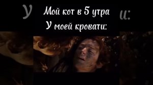 Мой кот в 5 утра у кровати