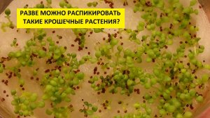 Петунию пикирую в фазе двух семядолей. 8.04.2026.