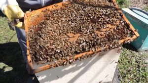 Расширяем однорамочные отводки 29 марта