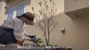 Весенний сад - самое веселое время года｜День, когда сад приводят в порядок