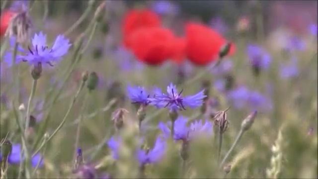 ОТЧЕ НАШ ЗА ДЕТЕЙ