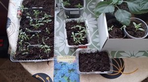 Дела рассадные.8.04.26г.