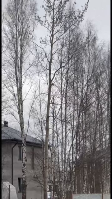 Профессиональный спил дерева на участке