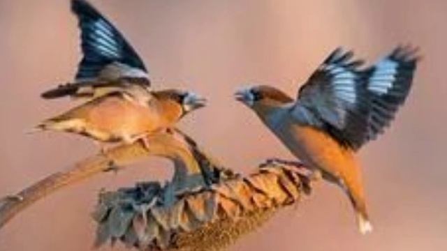 М.864)) Молимся вместе. Библия как инструмент для побивания братии.