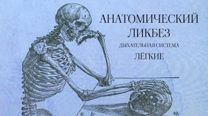 Анатомический ликбез - Дыхательная система. Лёгкие