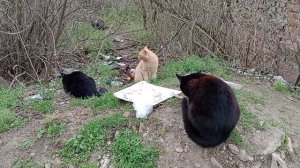 Так они и живут ...