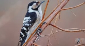 .... Дятел - Что мы знаем о нём....