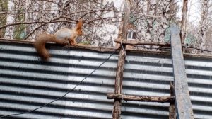 про белую полоску