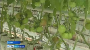 В Ингушетии продолжается фитосанитарный мониторинг тепличных хозяйств