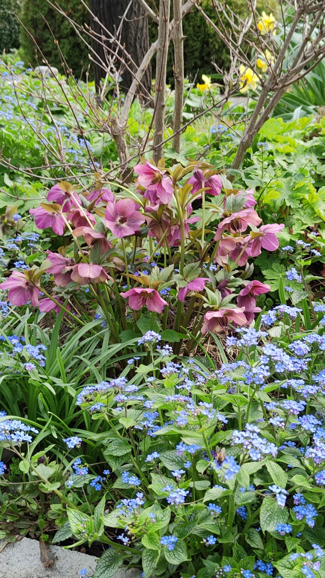 Морозники и бруннера в южном саду 08.04.2026 г.Пятигорск