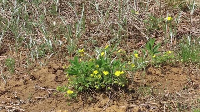 Желтые розочки пушистой лапчатки. Лапчатка песчаная цветёт в апреле-июне