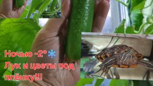 8 апреля 2026год!Обзор рассады лука чернушка и цветов!