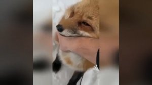 Так и следует дружить с лисой.