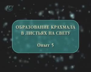 Образование крахмала в листьях на свету