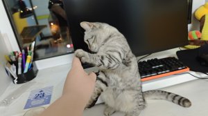 общаемся на стриме + чо угодно + задания