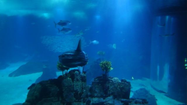 Скаты и рыба-луна в океанариуме Лиссабона
