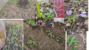 На даче, что растет и как. ПроДачу!