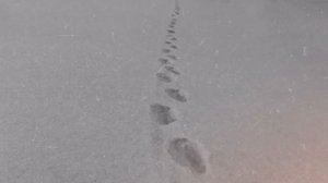 Перевал Дятлова Как люди сами создали культ вокруг трагедии GEO