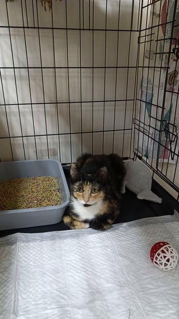 Волгоградцы. Заглядывайте в гости в #КотейняЗатейня! 🐾