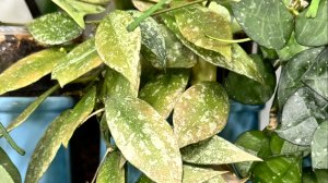 Хойи. Излишки. 8.04.2026