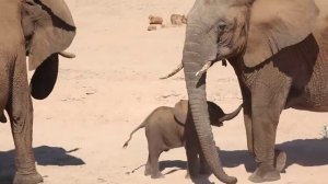 Мать-слониха мягко подталкивает слонёнка, чтобы он подбежал и поприветствовал слониху-тётю