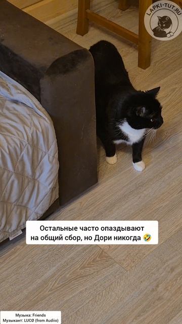 Юная такса Дори обожает совещания у кота-босса 🤣


#лапкитут #котбосс #совещание #таксытакиетаксы #х