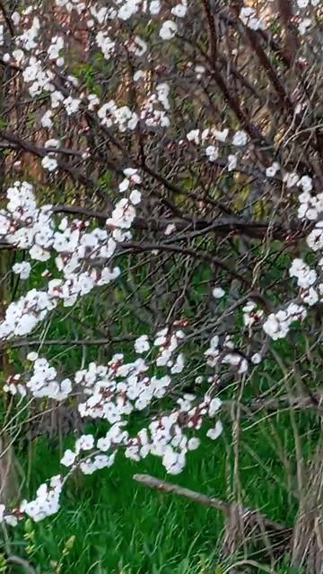 мая природа деривца как красива 👍👍👍👍👍👍👍