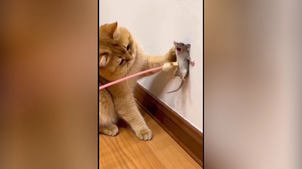 КОТ И КРЫСА 😹 НЕОЖИДАННАЯ ДРУЖБА ИЛИ ПРИКОЛ? | ПРИКОЛЫ С ЖИВОТНЫМИ