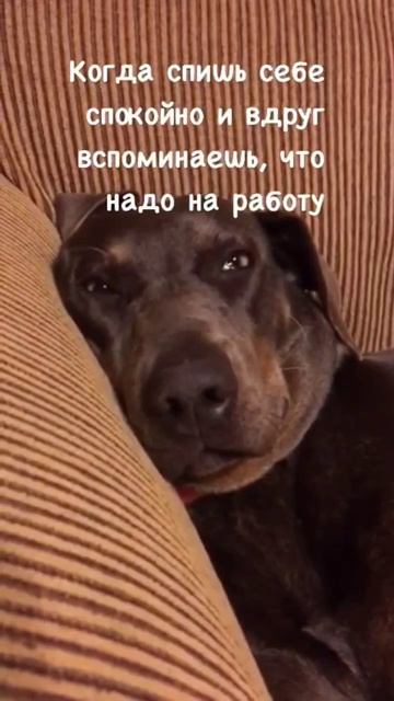 #юмор #прикол #смех #пес