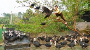 Купила всех гусей на ферме, использую грузовик, чтобы перевезти гусей на рынок и продать их.
