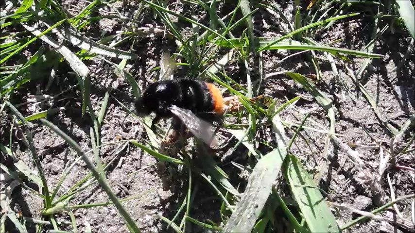 Шмель в траве