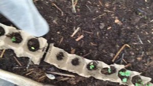 А вот  и она!