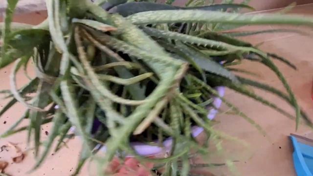 СЕГОДНЯ ОТ МЕНЯ ВСЕМ ДОСТАЛОСЬ