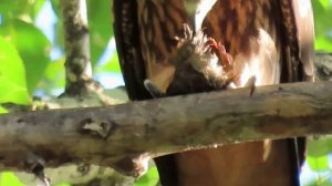 Птенчик чёрного коршуна обедает(др. птенчиком)Такова жизнь.