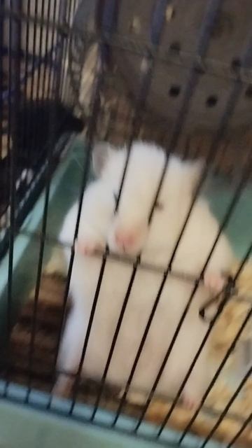 Мой Хома когда  чувствует себя человеком-пауком 
и просто фотки🐹💋