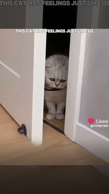 мне жалко котиков Я плачу