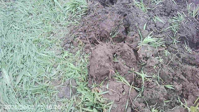 Огородная агротехника - копка земли и удаление корней сорняков