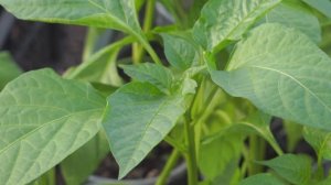 Обзор растений . Покупка брусники.