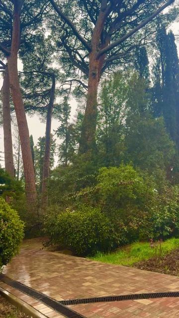 Ялта Массандровский парк весной во время дождя