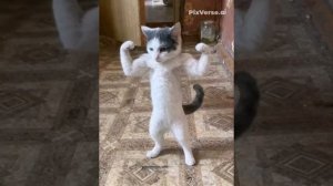мяу