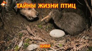Тайны жизни птиц в природе – Киви