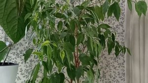 Излишки Почтой